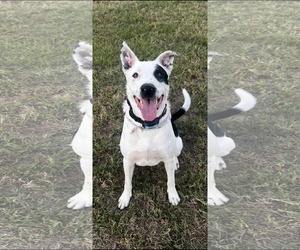 Bull Terrier-Unknown Mix Dogs for adoption in Dallas, TX, USA