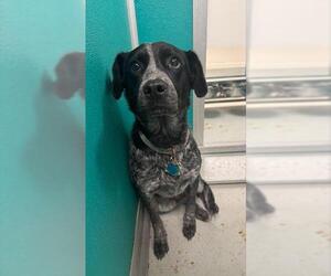 Labrador Retriever-Unknown Mix Dogs for adoption in Oklahoma City, OK, USA