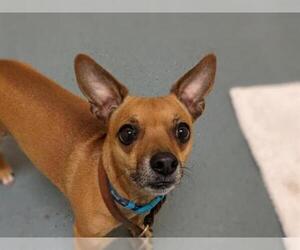 Chihuahua Dogs for adoption in Denver, CO, USA