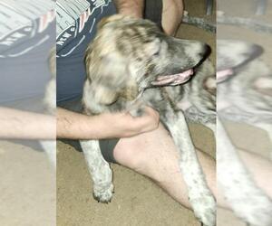 Labrador Retriever-Unknown Mix Dogs for adoption in San Antonio, TX, USA