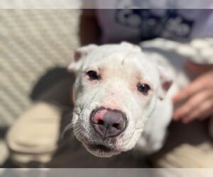 American Pit Bull Terrier-Unknown Mix Dogs for adoption in Tulsa, OK, USA