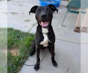 Mutt Dogs for adoption in Modesto, CA, USA