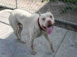 American Pit Bull Terrier Dogs for adoption in Modesto, CA, USA