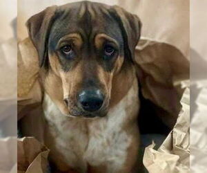Labrador Retriever-Unknown Mix Dogs for adoption in Canton, CT, USA