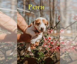 Boxer-Collie Mix Dogs for adoption in Forest, VA, USA