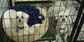 Shih-Poo Dogs for adoption in Mukwonago, WI, USA