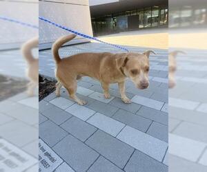 Cardigan Welsh Corgi-Chihuahua Mix Dogs for adoption in San Martin, CA, USA