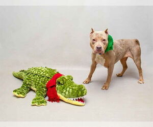 American Staffordshire Terrier Dogs for adoption in Sanford, FL, USA