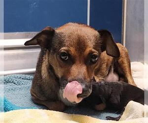 Chihuahua-Unknown Mix Dogs for adoption in Conroe, TX, USA