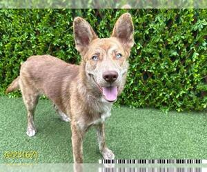 Siberian Husky Dogs for adoption in West Palm Beach, FL, USA