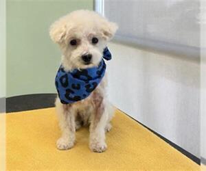 Medium Photo #1 Poodle (Miniature) Puppy For Sale in Orange, CA, USA