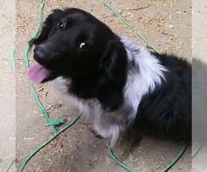 Dachshund Dogs for adoption in Baileyton, AL, USA