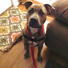 American Pit Bull Terrier Dogs for adoption in Harriman, TN, USA