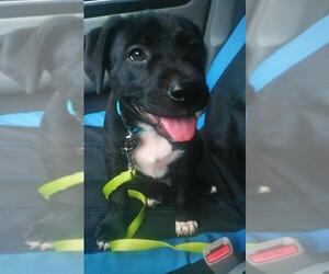 Lab-Pointer Dogs for adoption in Sanford, FL, USA