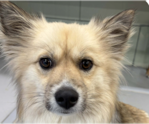 Unknown-pomeranian spitz Mix Dogs for adoption in San Ramon, CA, USA
