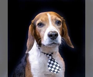 Beagle Dogs for adoption in Hot Springs Village, AR, USA