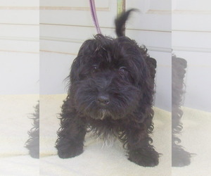 Havanese Dogs for adoption in Birch Tree, MO, USA