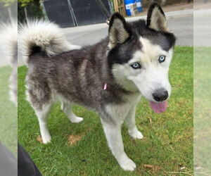 Siberian Husky Dogs for adoption in Long Beach, CA, USA
