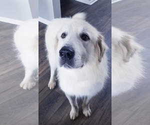 Great Pyrenees Dogs for adoption in Gilberts, IL, USA