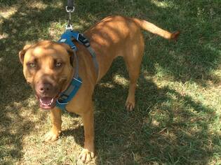 Chesapeake Bay Retriever-Unknown Mix Dogs for adoption in Livonia, MI, USA