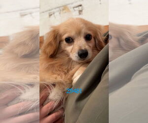 Spaniel-Unknown Mix Dogs for adoption in Chico, CA, USA