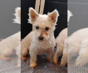 Poodle (Miniature)-Unknown Mix Dogs for adoption in Rootstown, OH, USA