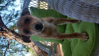 Cowboy Corgi Dogs for adoption in Phoenix, AZ, USA