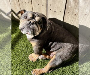 Bulldog Dogs for adoption in Mission Viejo, CA, USA