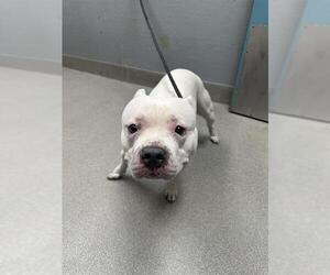 American Pit Bull Terrier-Unknown Mix Dogs for adoption in Las Vegas, NV, USA
