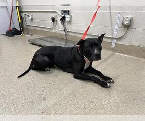 American Staffordshire Terrier-Unknown Mix Dogs for adoption in Grand Prairie, TX, USA