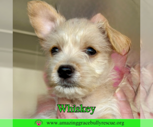 Chihuahua-Unknown Mix Dogs for adoption in Pensacola, FL, USA