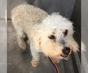 Poodle (Miniature) Dogs for adoption in HESPERIA, CA, USA