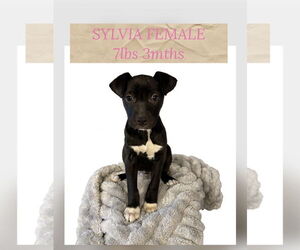 Retriever -Unknown Mix Dogs for adoption in Woodbury, NY, USA