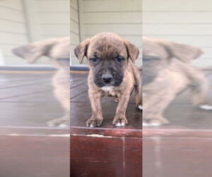 Labrador Retriever-Unknown Mix Dogs for adoption in San Antonio, TX, USA