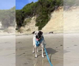 Sheprador Dogs for adoption in  Ramona, CA, USA