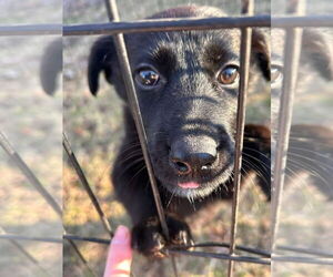 Labrador Retriever-Unknown Mix Dogs for adoption in New London, WI, USA