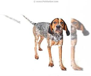 Bluetick Coonhound Dogs for adoption in Fruit Heights, UT, USA