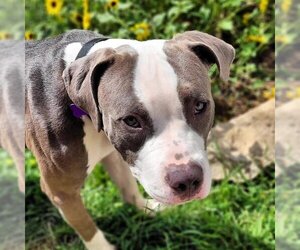 American Pit Bull Terrier Dogs for adoption in Louisville, KY, USA