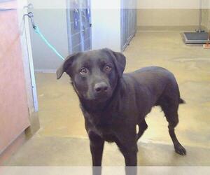 Labrador Retriever-Unknown Mix Dogs for adoption in Sacramento, CA, USA