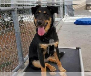 German Shepherd Dog Dogs for adoption in Martinez, CA, USA