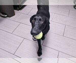 Labrador Retriever-Unknown Mix Dogs for adoption in Clovis, CA, USA