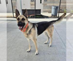 German Shepherd Dog-Unknown Mix Dogs for adoption in Elk Grove, CA, USA