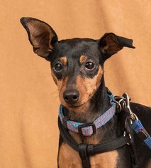 Miniature Pinscher Dogs for adoption in Davis, CA, USA