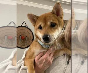 Shiba Inu Dogs for adoption in Whitestone, NY, USA