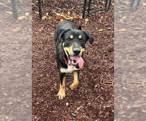 Labrador Retriever-Unknown Mix Dogs for adoption in Alturas, CA, USA