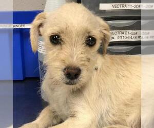 Mutt Dogs for adoption in Glendale , AZ, USA