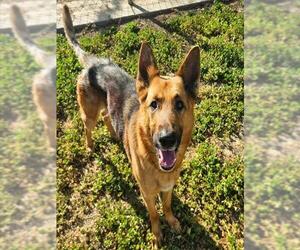German Shepherd Dog Dogs for adoption in Sacramento, CA, USA