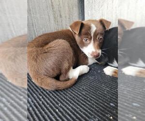 Mutt Dogs for adoption in San Antonio, TX, USA