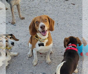 Beagle Dogs for adoption in Las Vegas, NV, USA