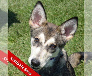 Siberian Husky Dogs for adoption in Huntley, IL, USA